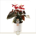 Anthurium St Coral Champion Keramiek Bari White