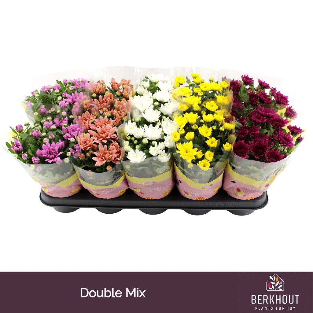 Chrysanthemum Gemengd Double