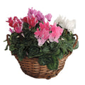 Opm RS25-323001 Mand Hanoi