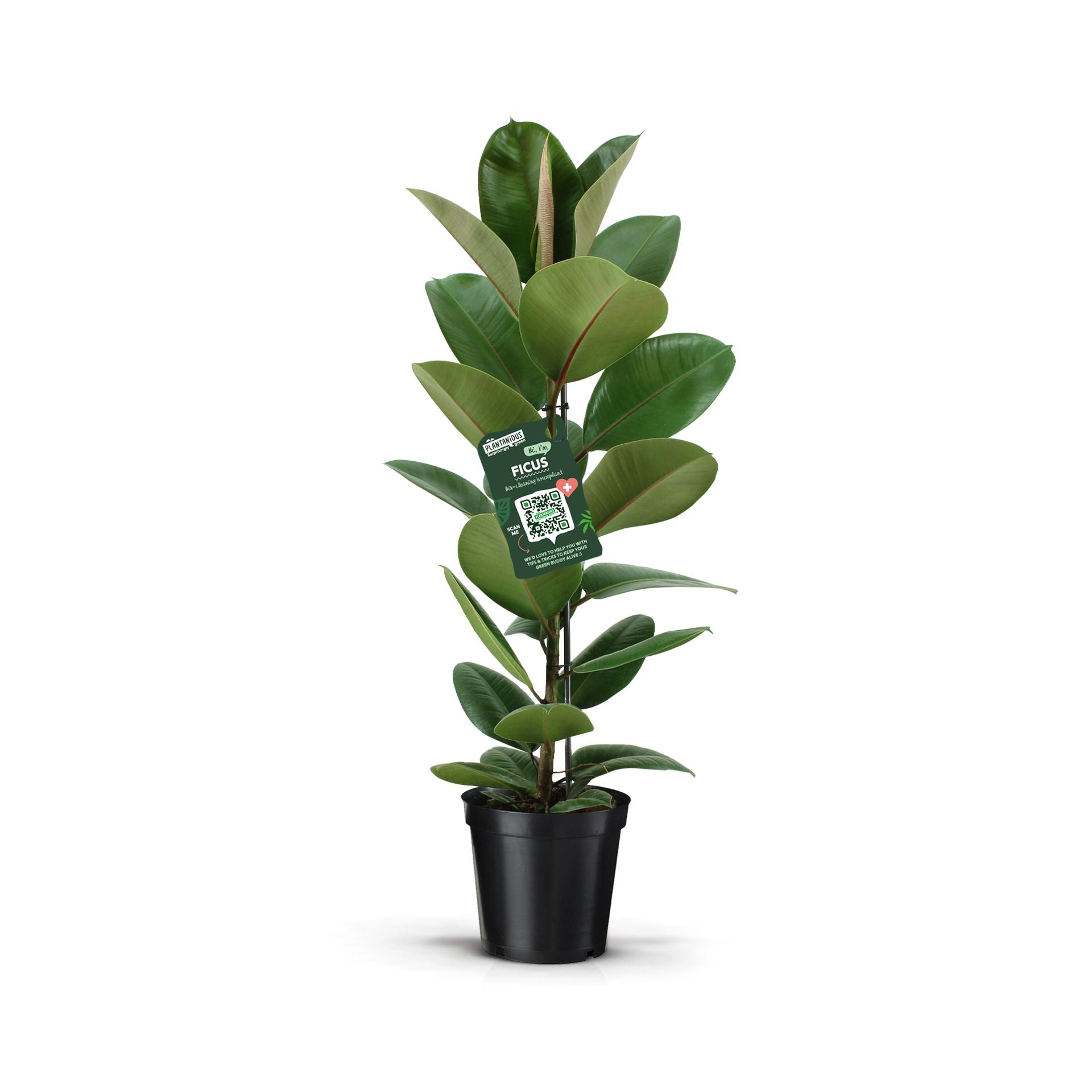 Ficus El Robusta