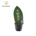 Sans Green Brandingz Home