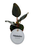 Phil Squamicaule Red