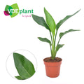 Strelitzia Reginae (without Flower)