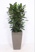 Ficus Cyathistipula Kunstof Piza Taupe