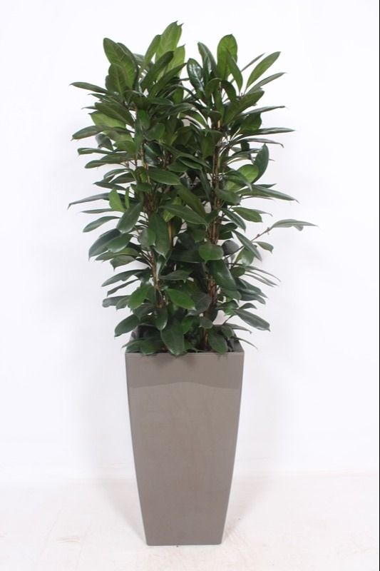Ficus Cyathistipula Kunstof Piza Taupe