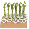 Dra Lucky Bamboo Straight