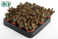 Kalanchoe Tomentosa Dark