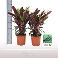 Calathea Rufibarba