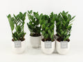 Zamioculcas Zamiifolia Keramiek Liv