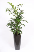 Caryota Mitis Kunststof Santorini Antraciet