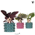Calathea Gemengd Keramiek Cotton