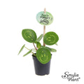 Pilea Peperomioides Smylie