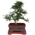Bonsai (Indoor) Zanthoxylum Keramiek