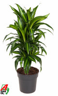 Dra Fr Hawaiian Sunshine Vertakt