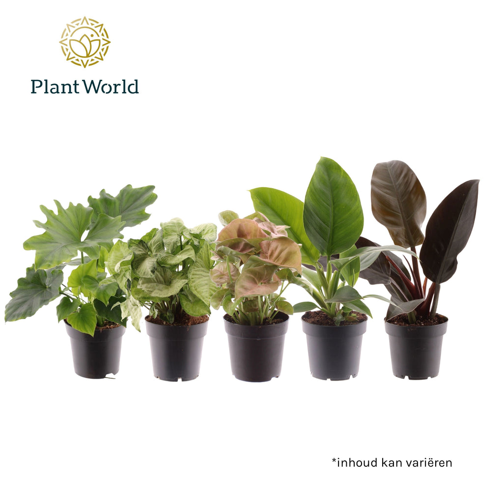 Ov Kamerplanten Gemengd Feel Green