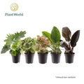 Ov Kamerplanten Gemengd Feel Green