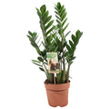 Zamioculcas Zamiifolia 4+