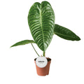 Anthurium Veitchii