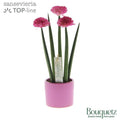 Sans Cyl Bouquetz Pink Keramiek Dots