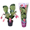 Medinilla Magnifica Flamenco 4 Knop + Hoes