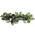 Maranta Leuconeura Gemengd