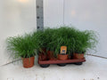 Cyperus Zumula