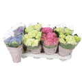 Hydrangea M Gemengd 3+