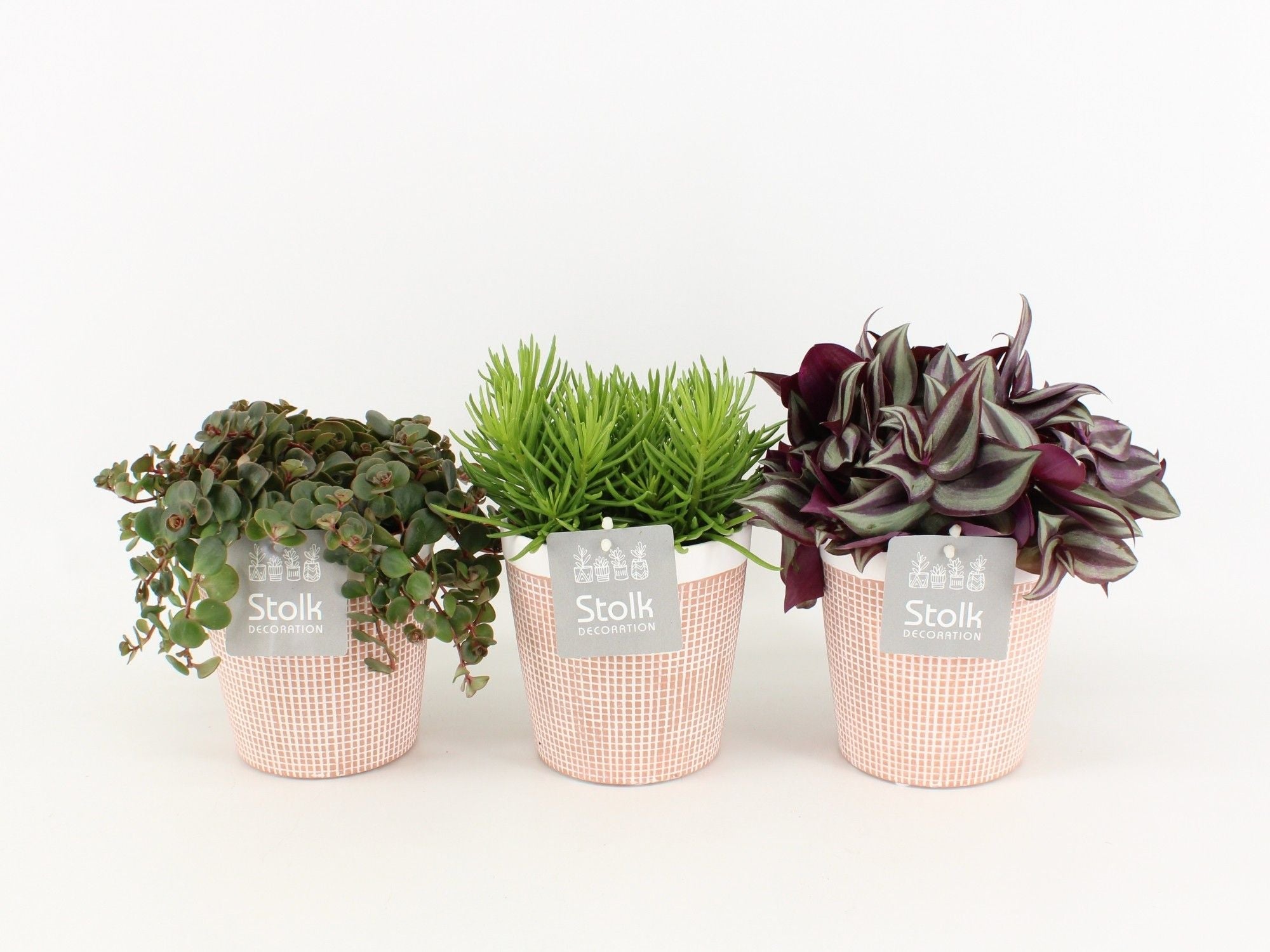 Ov Kamerplanten Gemengd Keramiek Terracotta