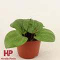 Hoya Sarawak Cream