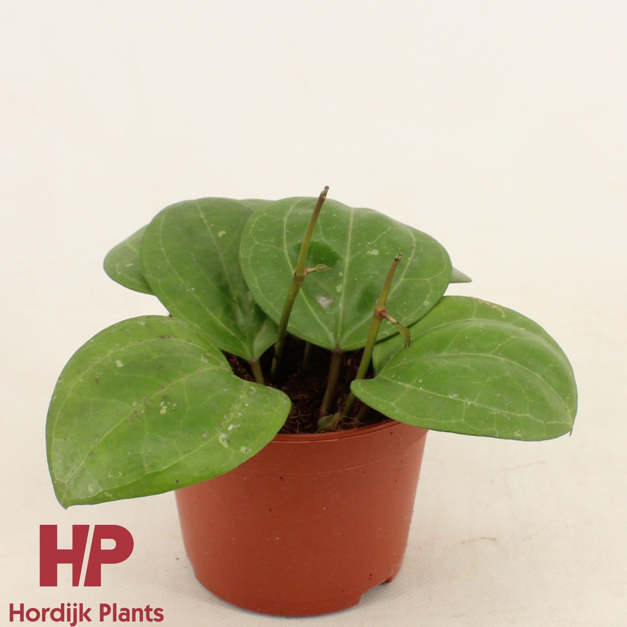 Hoya Sarawak Cream