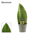 Sans Masoniana Green