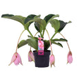 Medinilla Magnifica 4 Knop