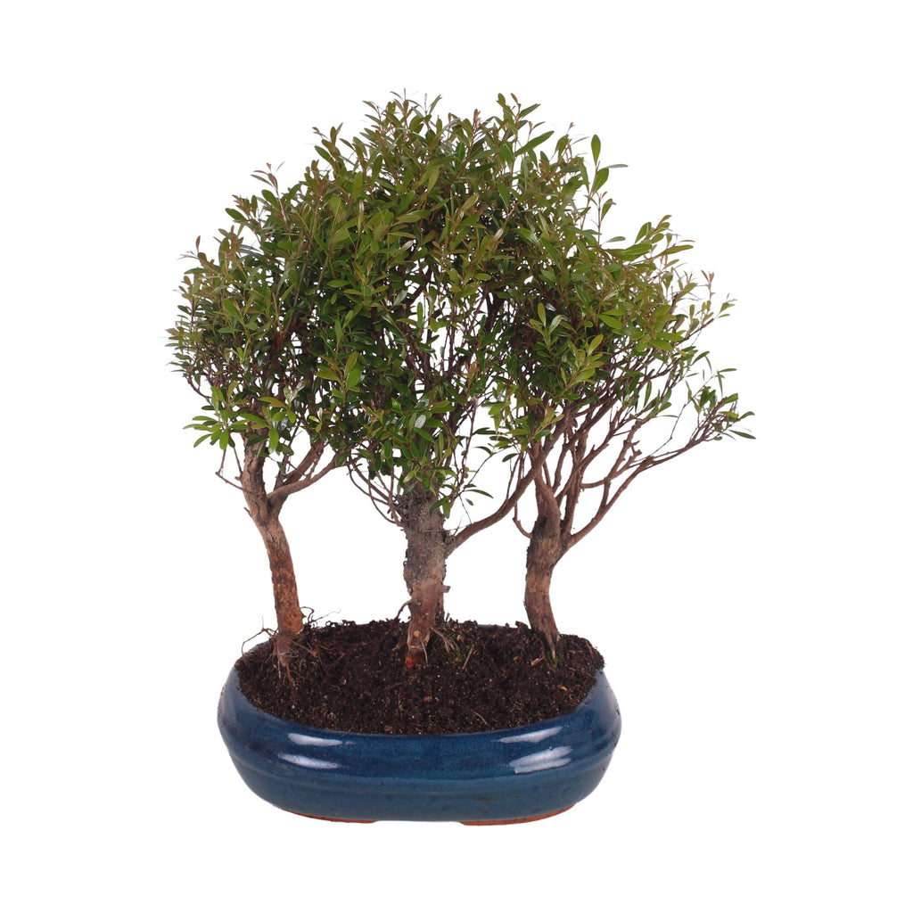 Bonsai (Indoor) Forest Keramiek