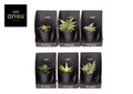 Sans Ov Gemengd Xerophyte Collection
