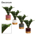 Zamioculcas Zamiifolia Zenzi Keramiek Frederique