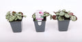Cyclaam Coum Silverleaf White