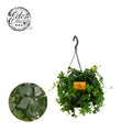Parthenocissus Striatha