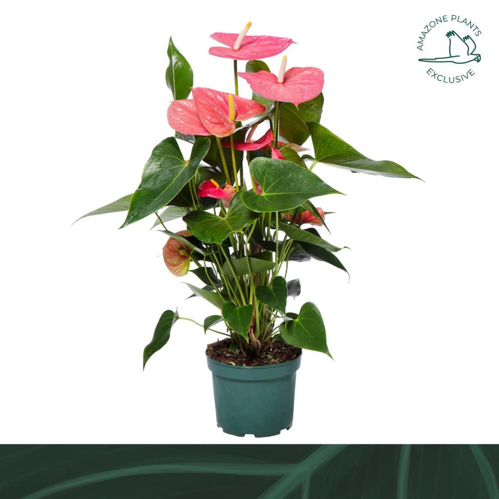Anthurium An Colorado