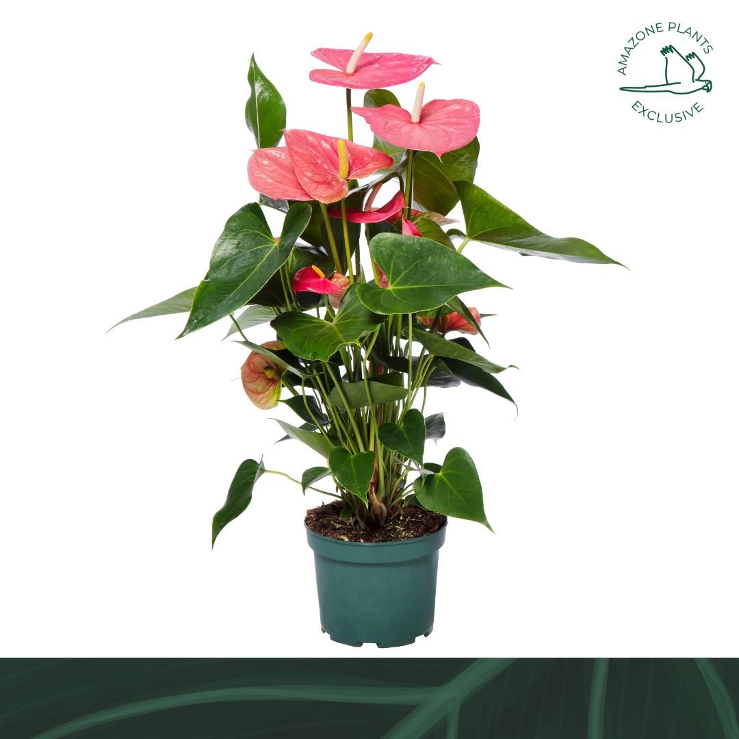 Anthurium An Colorado