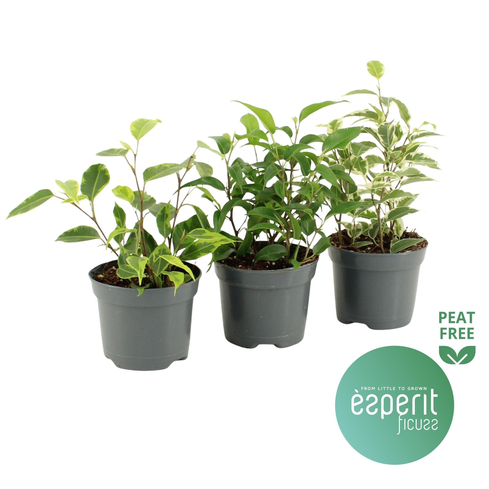 Ficus Be Gemengd