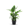 Strelitzia Nicolai 9pp