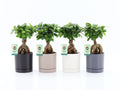 Ficus Mi Ginseng Keramiek Hainan