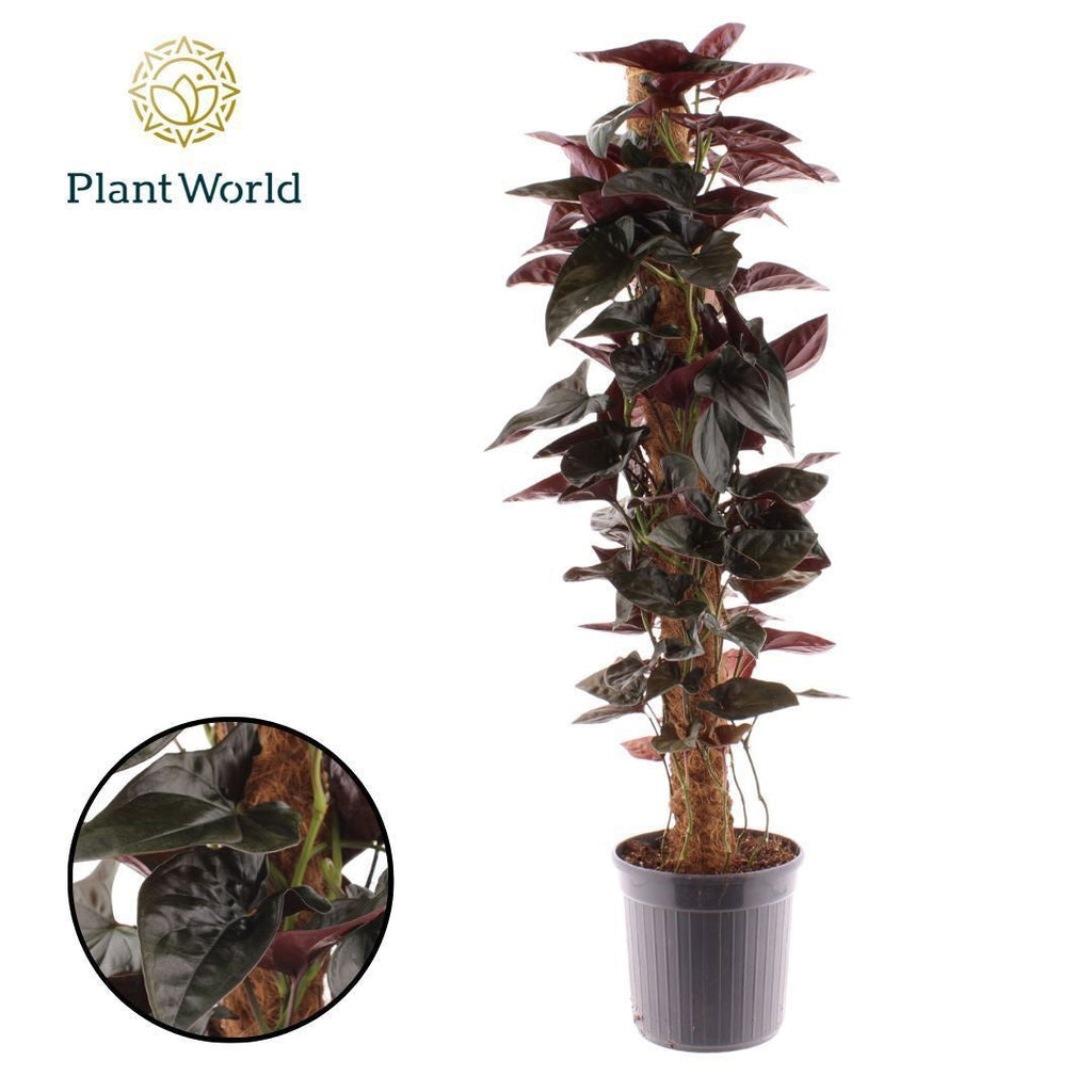 Syngonium Erythrophyllum Red Arrow