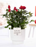 Rose Bm Rood Keramiek Ivy White