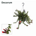Aeschynanthus Swing