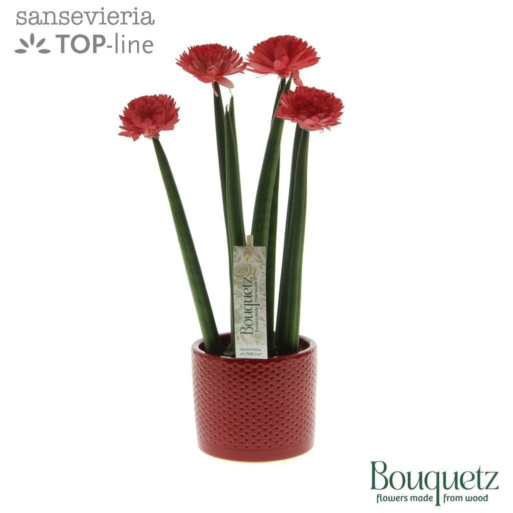Sans Cyl Bouquetz Red Keramiek Dots