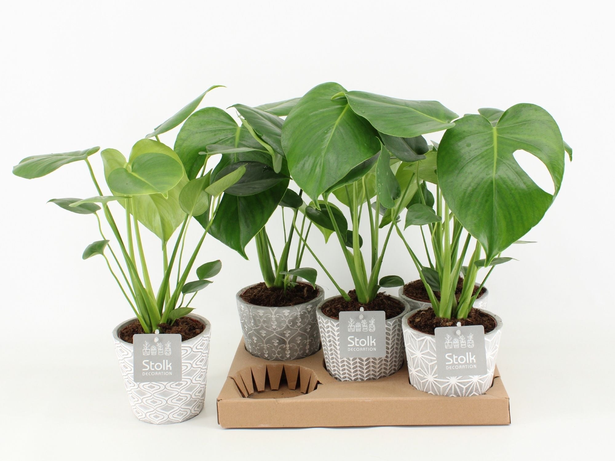 Monstera Deliciosa Keramiek Star