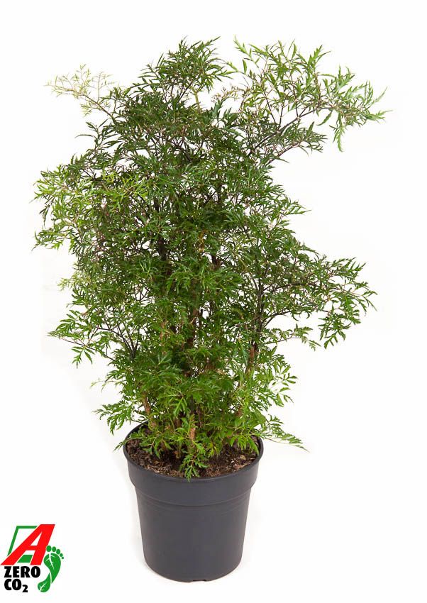 Polyscias Fr Ming Vertakt