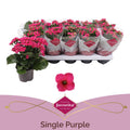 Kalanchoe Bl Paars