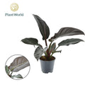 Phil Imperial Red Feel Green